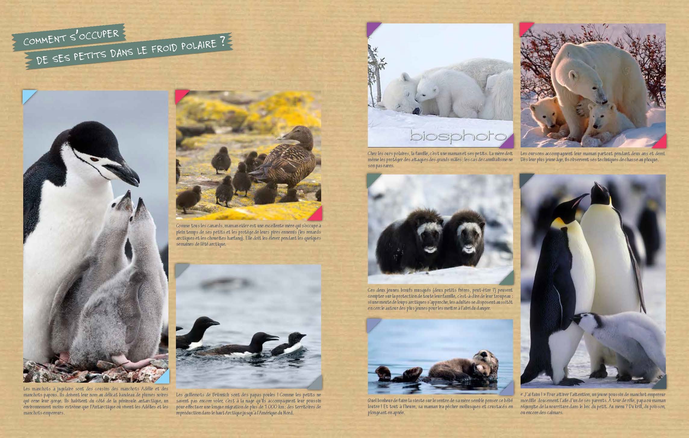 Les Animaux Des Poles Savoirs Juniors French Edition Simion Lucia Amazon Com Books