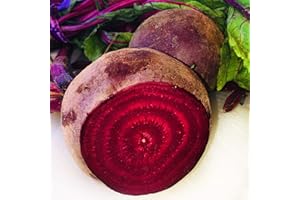 Kejora Fresh Beets 6 pcs