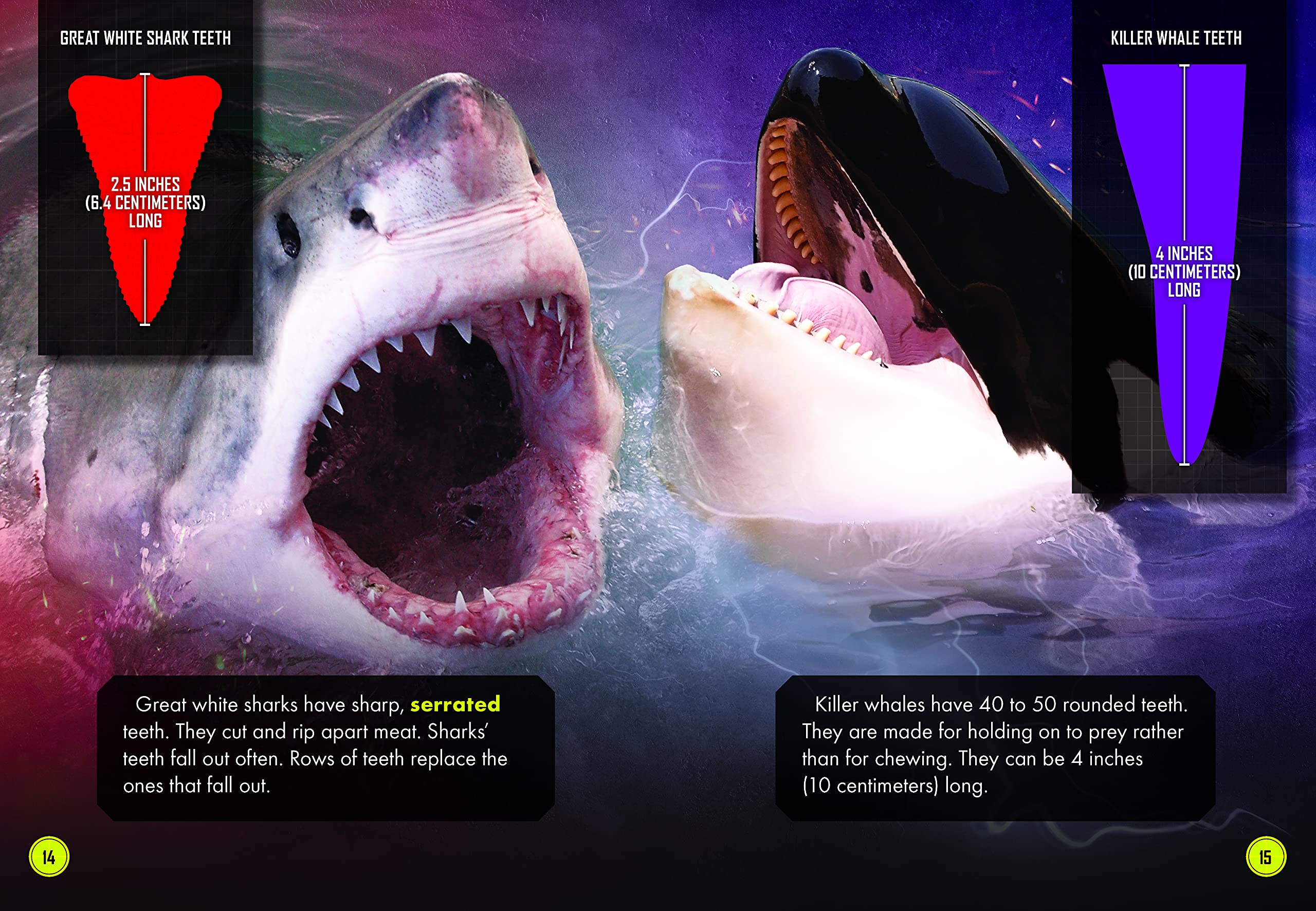 Great White Shark Vs. Killer Whale : Adamson, Thomas K.: Libri - Amazon