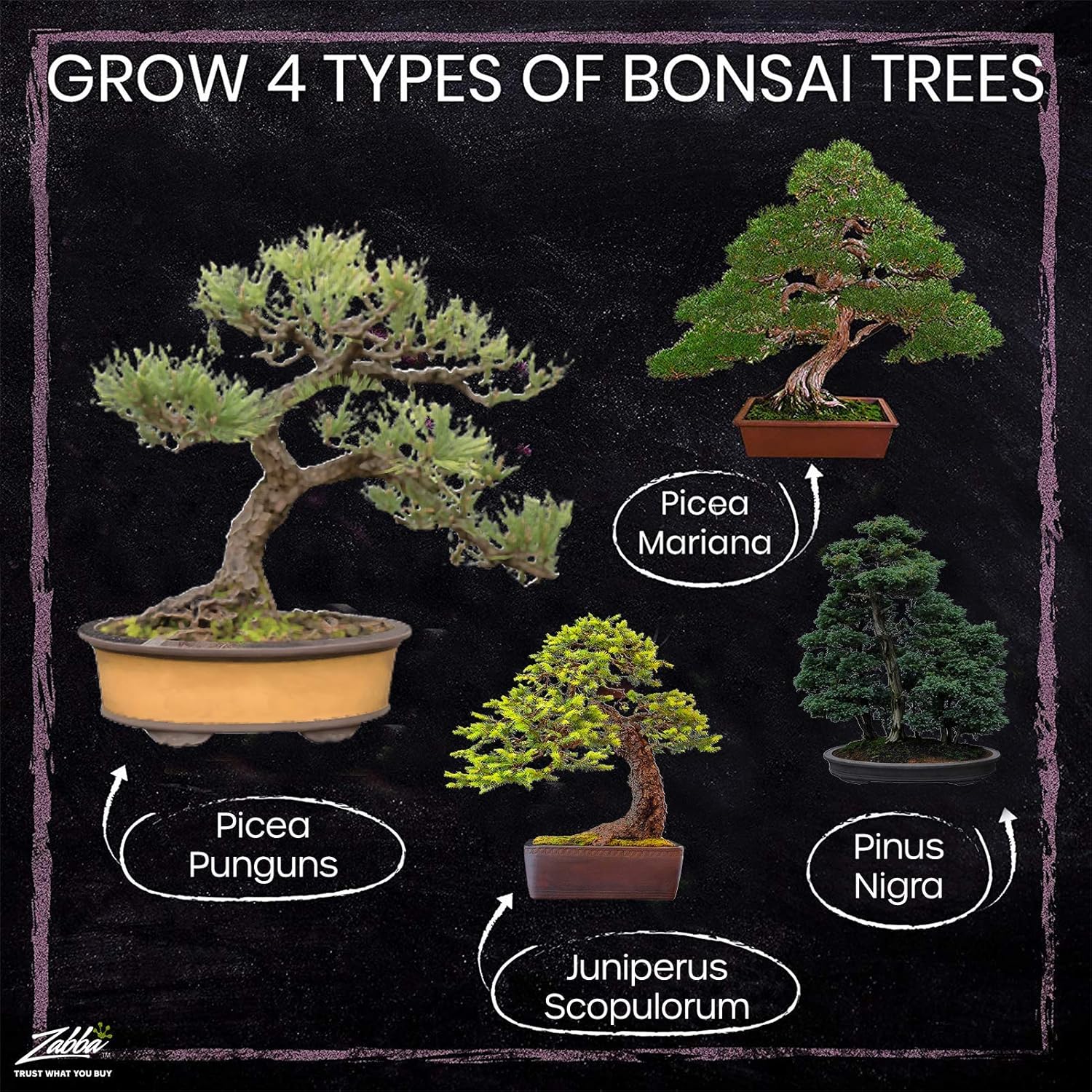 Nature's Blossom Bonsai Tree Kit - Grow 4 Types of Bonsai Trees From Seed. Indoor / Outdoor Gardening Starter Set with Tree Seeds, Soil, Pots, Labels, Growing Guide.: Amazon.ca: Patio, Lawn & Garden Nature's Blossom Bonsai Tree Kit - Grow 4 Types of Bonsai Trees From Seed. Indoor / Outdoor Gardening Starter Set with Tree Seeds, Soil, Pots, Labels, Growing Guide.: Amazon.ca: Patio, Lawn & Garden