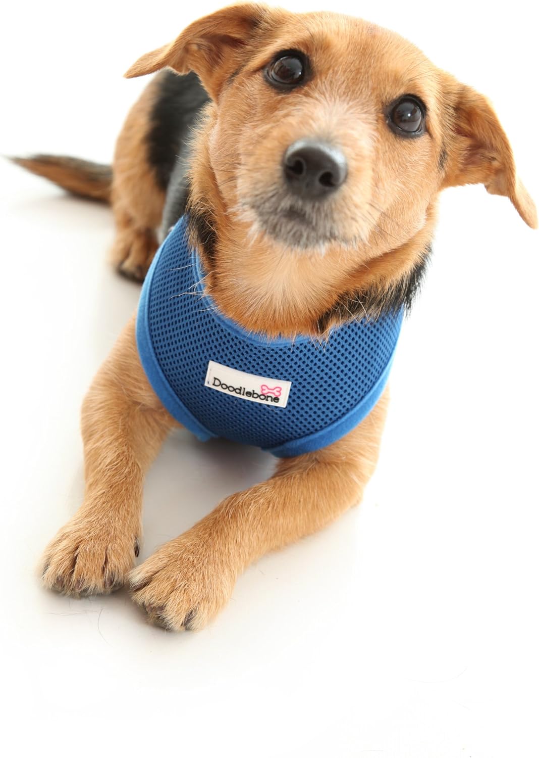 doodlebone dog collars