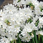 Easy to Grow Narcissus Paperwhite 'Ziva' (10 Pack) - Value Size Plant Bulbs for Gardening or Indoor Forcing - Fragrant White 