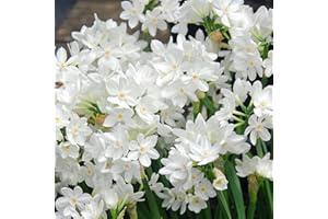 Easy to Grow Narcissus Paperwhite 'Ziva' (10 Pack) - Value Size Plant Bulbs for Gardening or Indoor Forcing - Fragrant White Flowering Blooms for Holidays