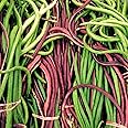 TomorrowSeeds - Red and Green Mix Yard Long Bean Seeds - 30+ Count - for 2025 Planting 2 Colors Mixed Multi Variety Purple Green Asparagus Snake Pole Asian Vegetable Grow Your Own Home Farm Patio
