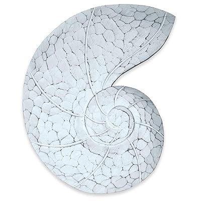 Buy Hand Carved Coastal White Nautilus Shell Beach Wall Decor Online In Kazakhstan B0858jp63f