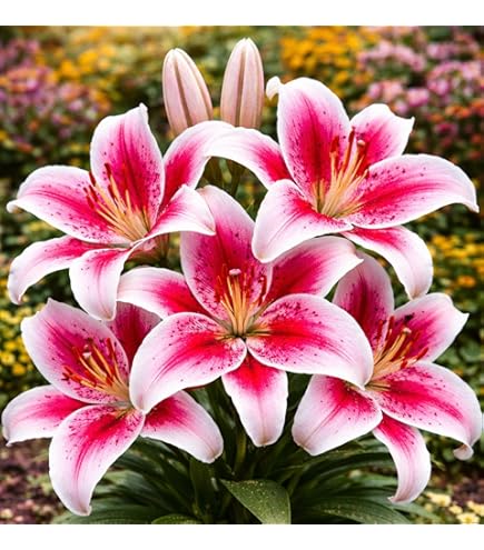 Amazon.com : Dizzy Oriental Lily, Red & White Flowers, Beautiful Flower  Bulb, Spectacular Flowering Perennial Plant, Flower : Patio, Lawn & Garden
