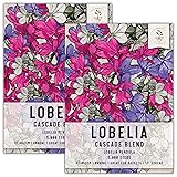 Seed Needs, Cascade Mixture Lobelia Seeds - 5,000