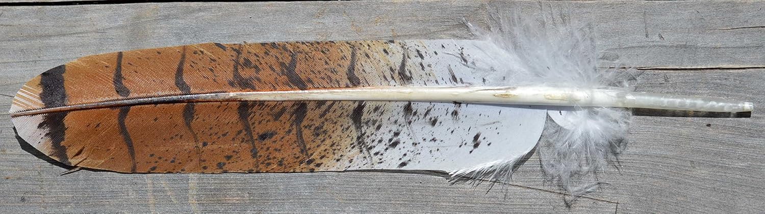 Amazon Com Imitation Red Tail Hawk Feather Arts Crafts Sewing