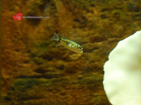 colomesus asellus for sale