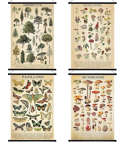 Science Hath Par Insect Insect Identification Educational Science Chart Poster