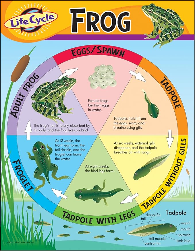 pix Life Cycle Of A Frog Anchor Chart trend enterprises inc life cycle of a frog learning chart 17 x 22