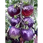 CEMEHA SEEDS - Seeds Tomato Indigo Rose Variety Indeterminate for Planting