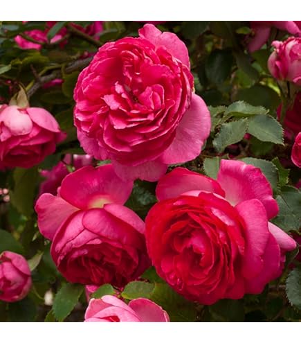 Amazon.com : Heirloom Rambling Roses, Live Own Root Plant for