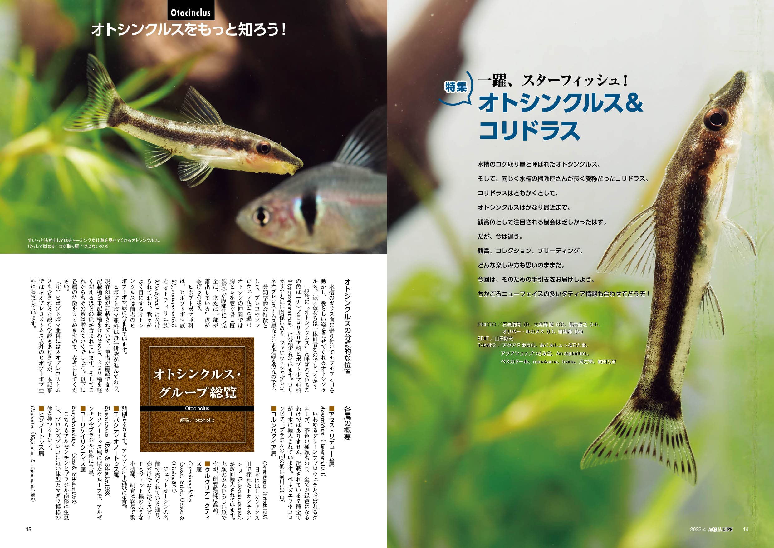 月刊アクアライフ 22年 04 月号 オトシンクルス コリドラス 本 通販 Amazon