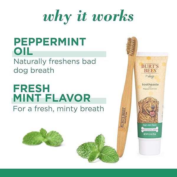 BURT’S BEES FOR PETS NATURALLY DERIVED ORAL CARE KIT DOG DENTAL KIT WITH TOOTHPASTE & BAMBOO TOOTHBRUSH DOG TOOTHBRUSH AND TOOTHPASTE WITH HONEYSUCKLE & PEPPERMINT OIL, FRESH MINT FLAVOR (2.5 OZ)