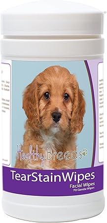 cavapoo sussex