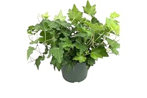 WEKIVA FOLIAGE Green English Ivy - Live Plant in a 6 Inch Pot - Hedera Helix - Beautiful Easy Care Indoor Air Purifying Houseplant Vine