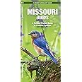 Missouri Birds: A Folding Pocket Guide to Familiar Species (Nature Observation North America)