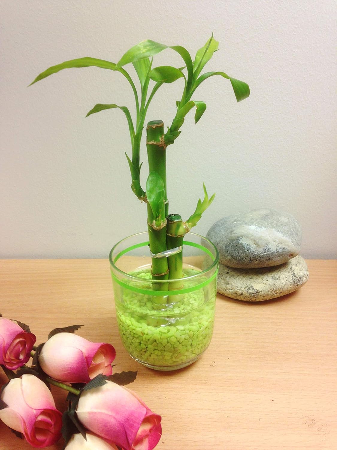 Easy Plants Arranged Lucky Bamboo In A Green Lined Glass Vase With