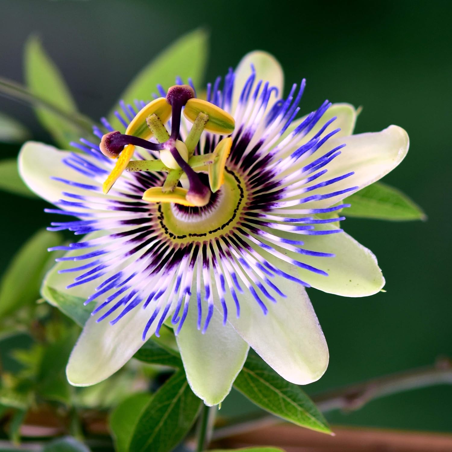 Amazon.com: Outsidepride Passion Flower - 27 Seeds: Garden & Outdoor