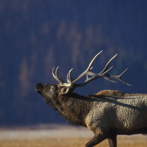 Bull Elk Wallpaper HD Wallpapers of Bull