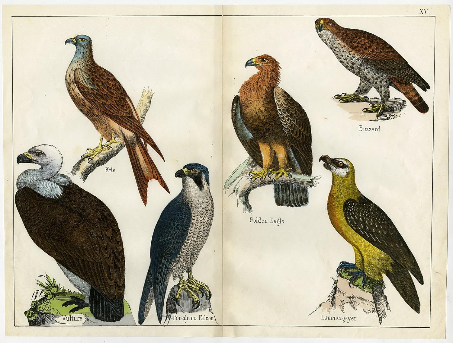 Amazoncom Theprintscollector Antique Print Lammergeier