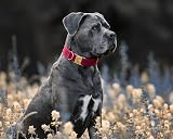 YUDOTE Ultra-soft Corduroy Dog Collar Small Red Cotton view 3