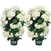 QIANYUN Faux Hydrangea Tree 30" Tall (2 Pack), Artificial Hydrangea Plant in Pot with White Flowers, Realistic Hydrangea Tree for Indoor Outdoor Porch, Patio, Home Decor
