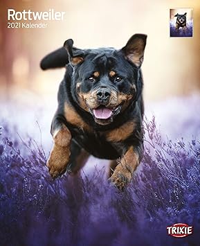 Kalender 2021 Rottweiler Wandkalender Spiralkalender Amazon De Haustier
