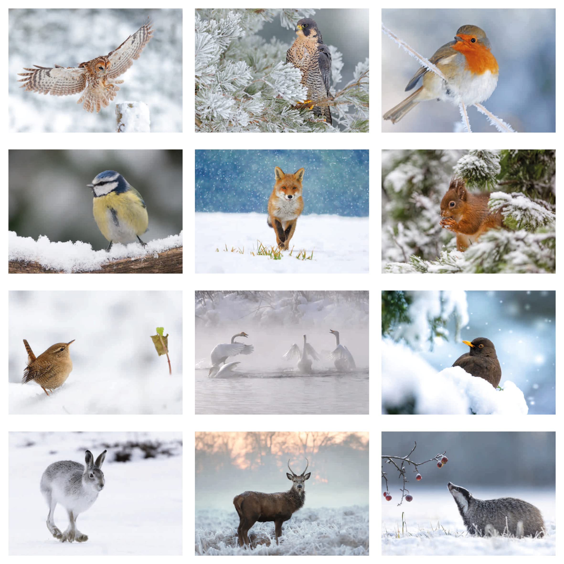 Pack of 24 British Winter Wildlife Greeting Cards. Blank Cards and Envelopes. Eco-Friendly Cards, Envelopes and Box. Blank Inside.
