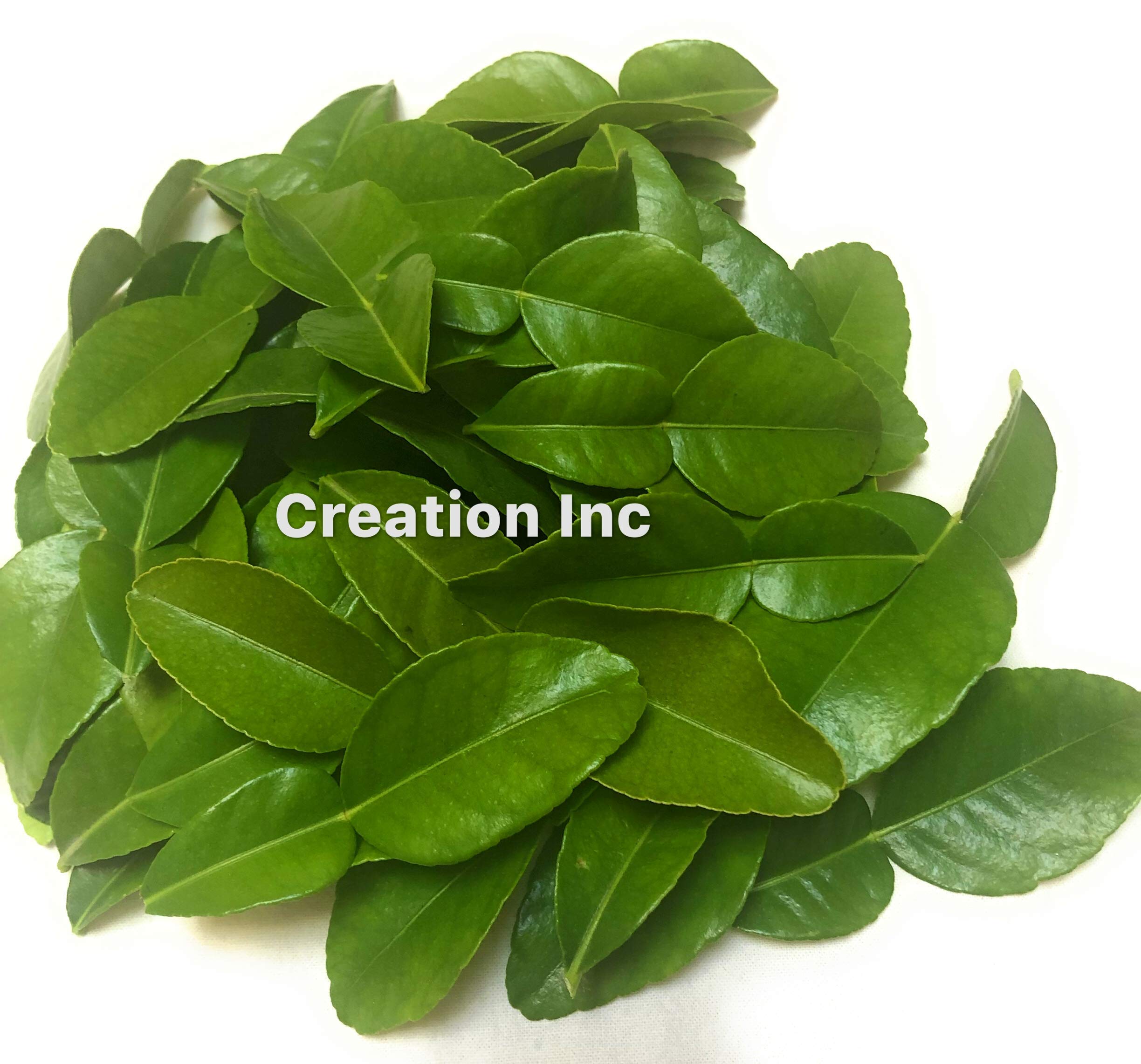 Fresh Kaffir Lime Leaves (Thai Lime Leaves) 1 Oz. ใบมะกรูด, Buy