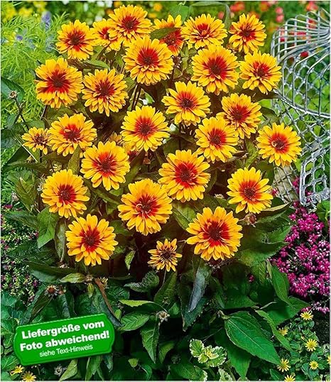Baldur Garten Winterhart Heliopsis Funky Spinner 1 Plant Sun Eye Plant Amazon De Garten