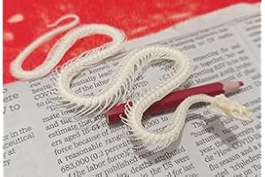 FgriD Taxidermy Real Animals Skulls, Real Bones Specimen, Taxidermy Supplies for Science Education, Christmas Gifts，Special Gift (Snake Skeleton)