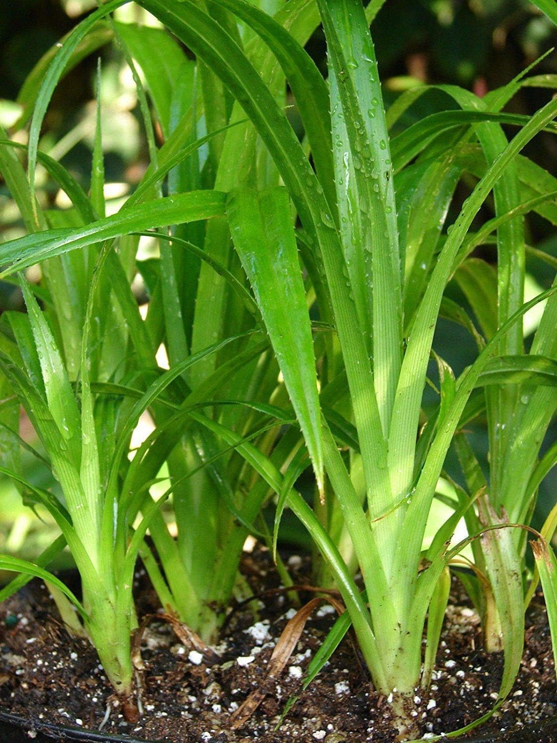 Germination Seeds 100Pcs Fresh Pandan Seeds Pandanus Amaryllifolius