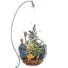 Air Plant Terrarium with 7" Teardrop Glass, Juniper Sprigs, Gold Nugget and Moss/Juniper Forest