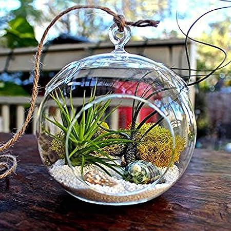 TIED RIBBONS Glass Planter With Hanging String, Clear, Standard, 4 Pieces