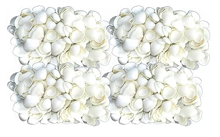 Quality Selected Seashells Approx 1000 Pcs Shells Striate