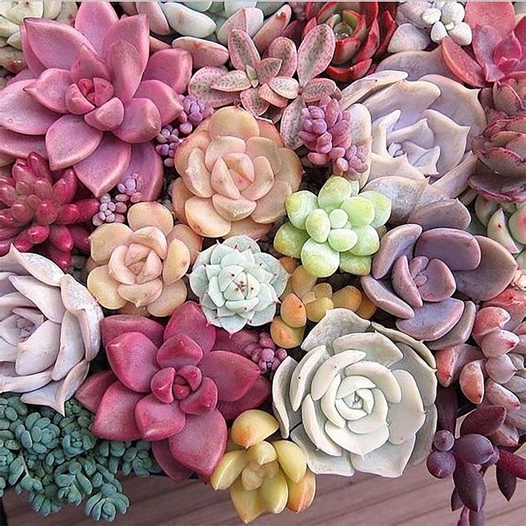 Sugamm DIY Diamond Painting Color Succulents Complete Kits, 5D Embroidery Diamond Painting Plant Kit Complete Cross Rhinestone Embroidery Diamond Art Craft for Home Wall Decoration 35 x 35 cm
