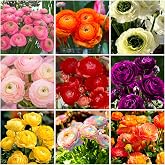 Mixrug 100+ Double Mixed Peony Flowered Ranunculus Seeds for Planting Outdoors,Persian Buttercup Seeds Non-GMO Heirloom Perennial Flower,Tecolote Ranunculus Seed with Ruffled Blooms Garden Home