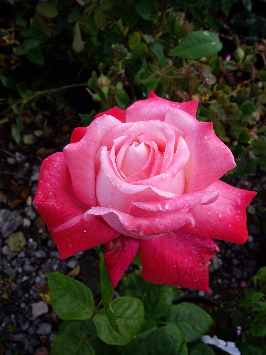 ROSE STELLA Superb Plant & Flower Gift To Send For Birthdays & All