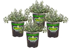 Bonnie Plants German Thyme Live Herb Plants - 4 Pack, Perennial In Zones 5 to 9, In Bouquet Garni; Aromatic Dishes