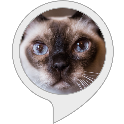 What does my cat want Alexa Skills