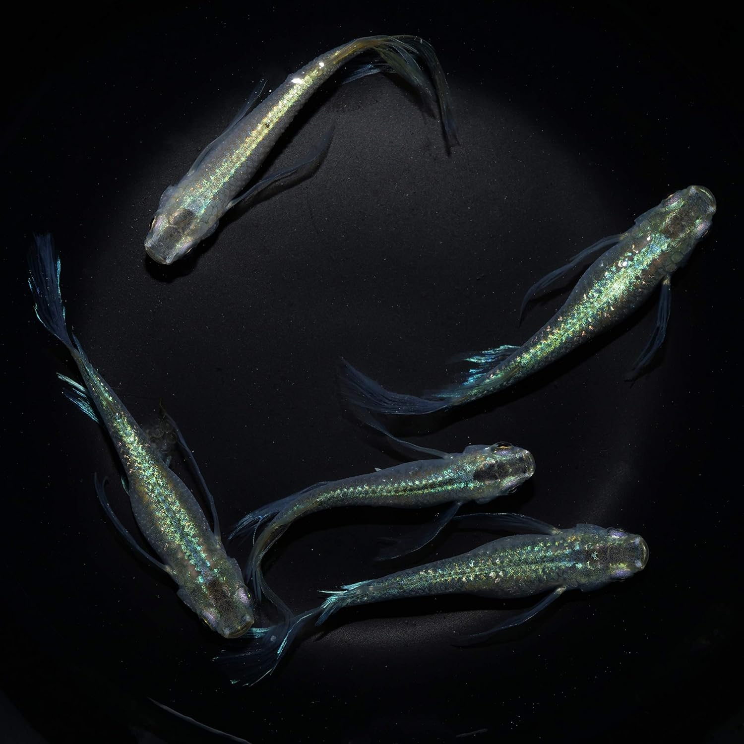 Amazon 松井ヒレ長緑光 めだか メダカ 稚魚 10匹セット 10mm 15mm めだかの箱庭 観賞魚 水中生物 通販