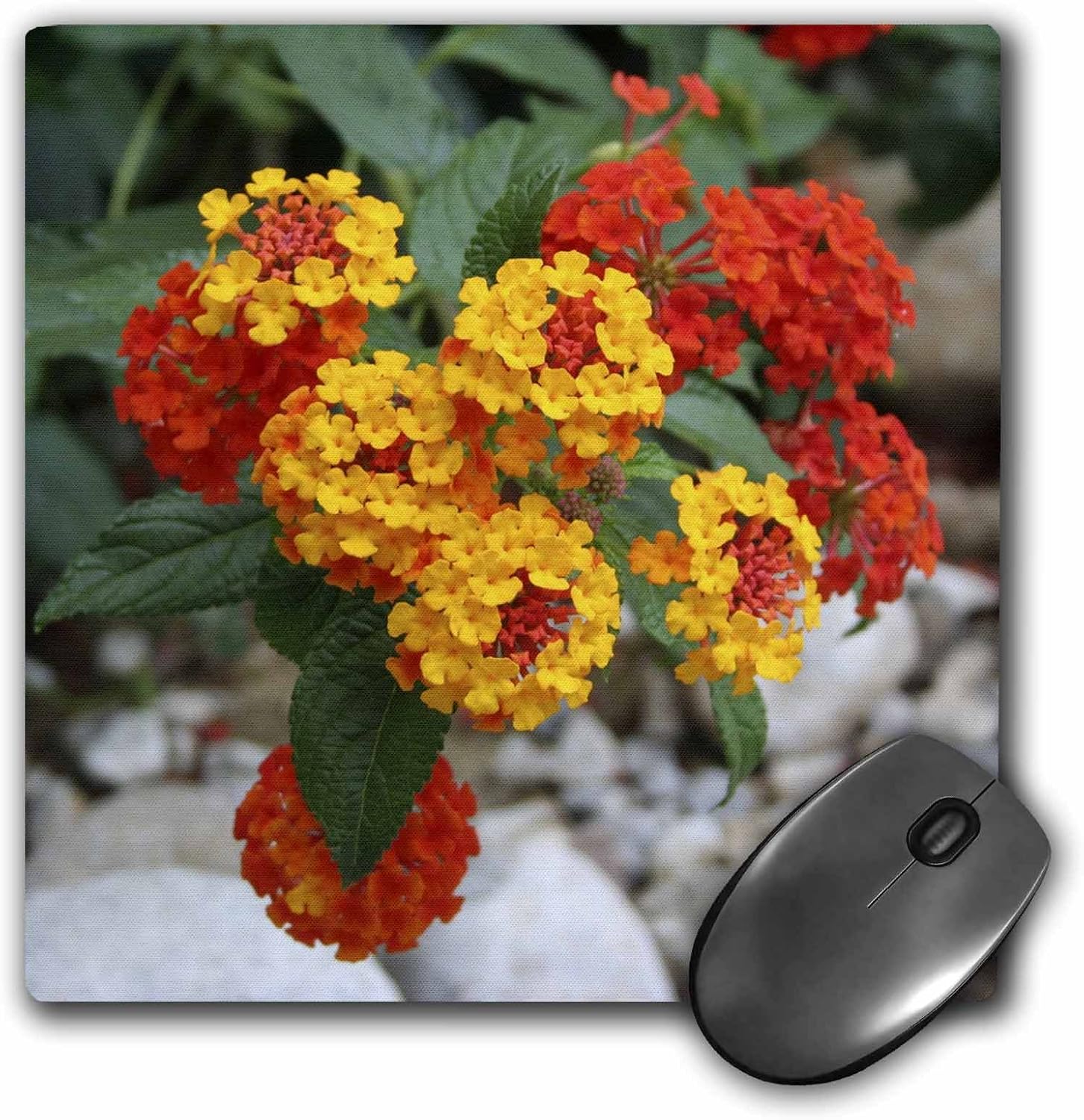 3dRose mp_46882_1 8 x 8 Red and Gold Lantana -flower, flowers, lantana, plant, plants, shrub verbena, verbena Mouse Pad