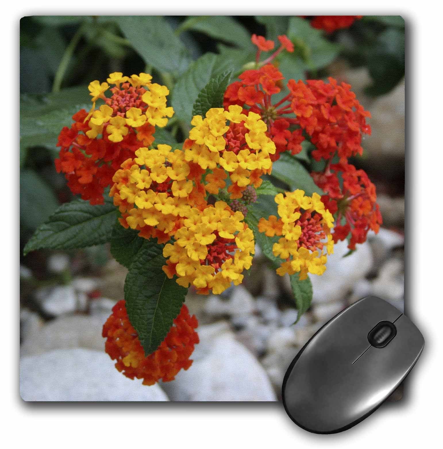 3dRose mp_46882_1 8 x 8 Red and Gold Lantana -flower, flowers, lantana, plant, plants, shrub verbena, verbena Mouse Pad