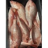 Florida Red Snapper fillets, wild line-caught, 2 pounds
