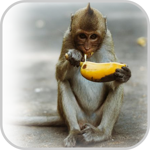 Fruit MonkeyAmazon.caAppstore for Android