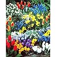 Complete Spring Flower Bulb Garden - 50 Bulbs for 50 Days of Continuous Blooms (Spring Color from March Through June) - Easy 