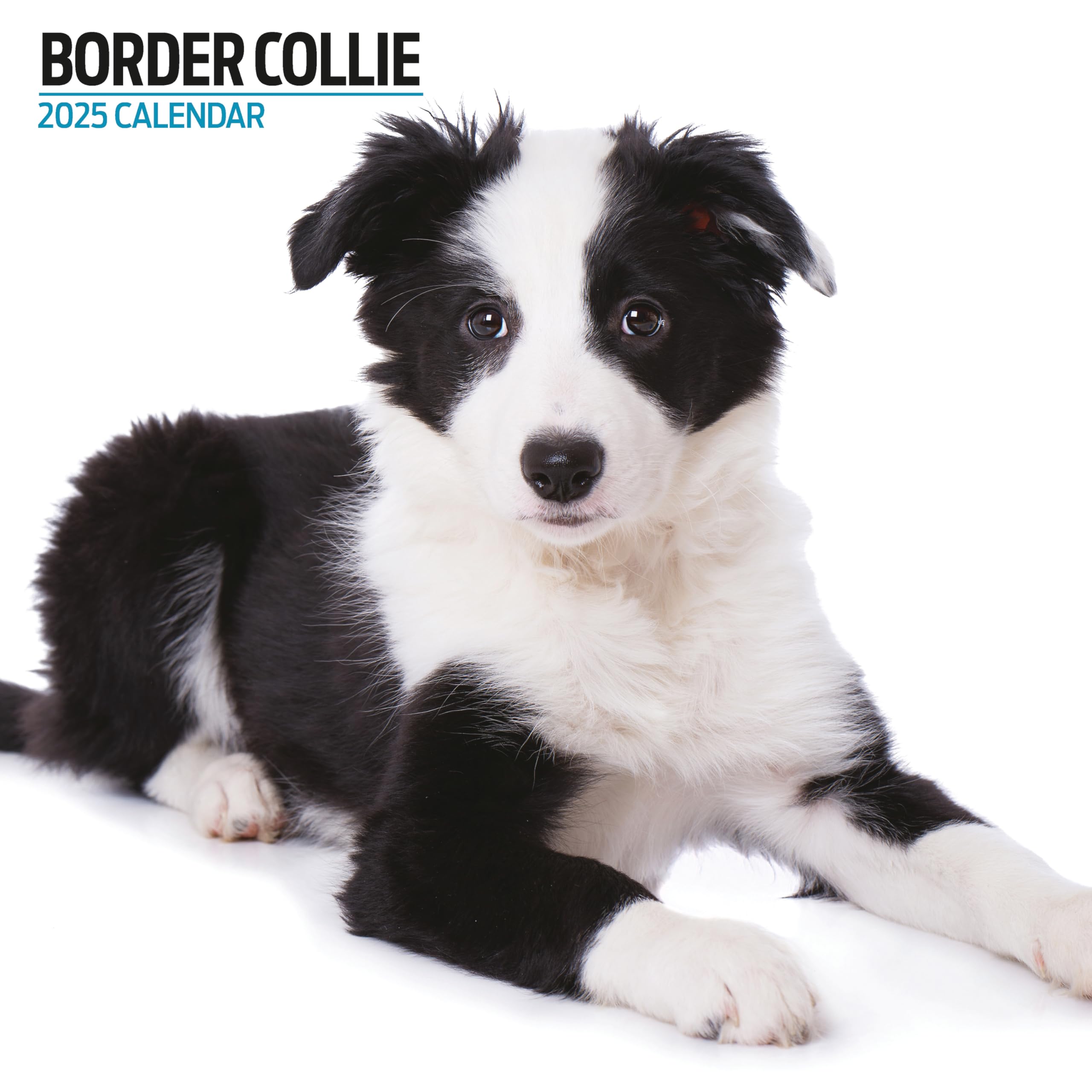 Border Collie 2025 Modern Calendar