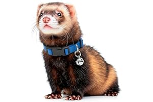 MARSHALL PET PRODUCTS Marshall Pet Ferret Bell Collar Royal Blue